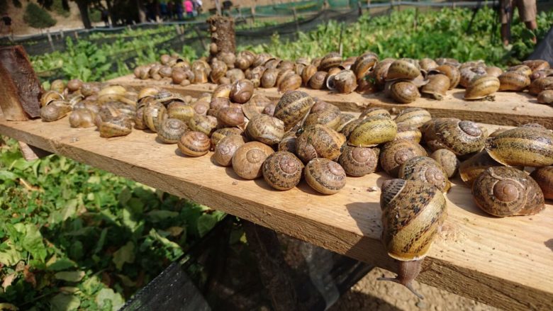 Snail Farming in Nigeria: How to Start and Profit