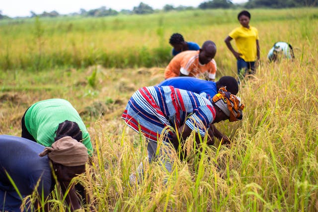Top farming business ideas in Nigeria