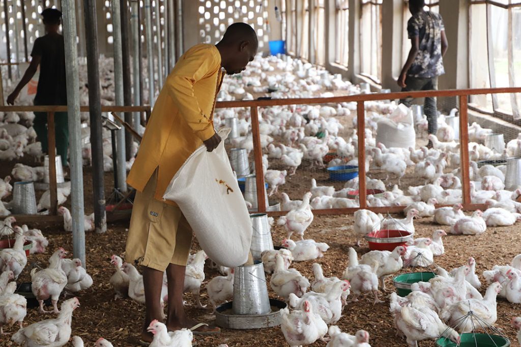 Poultry Farming in Nigeria: A Beginner’s Guide to Starting and Succeeding in 2025